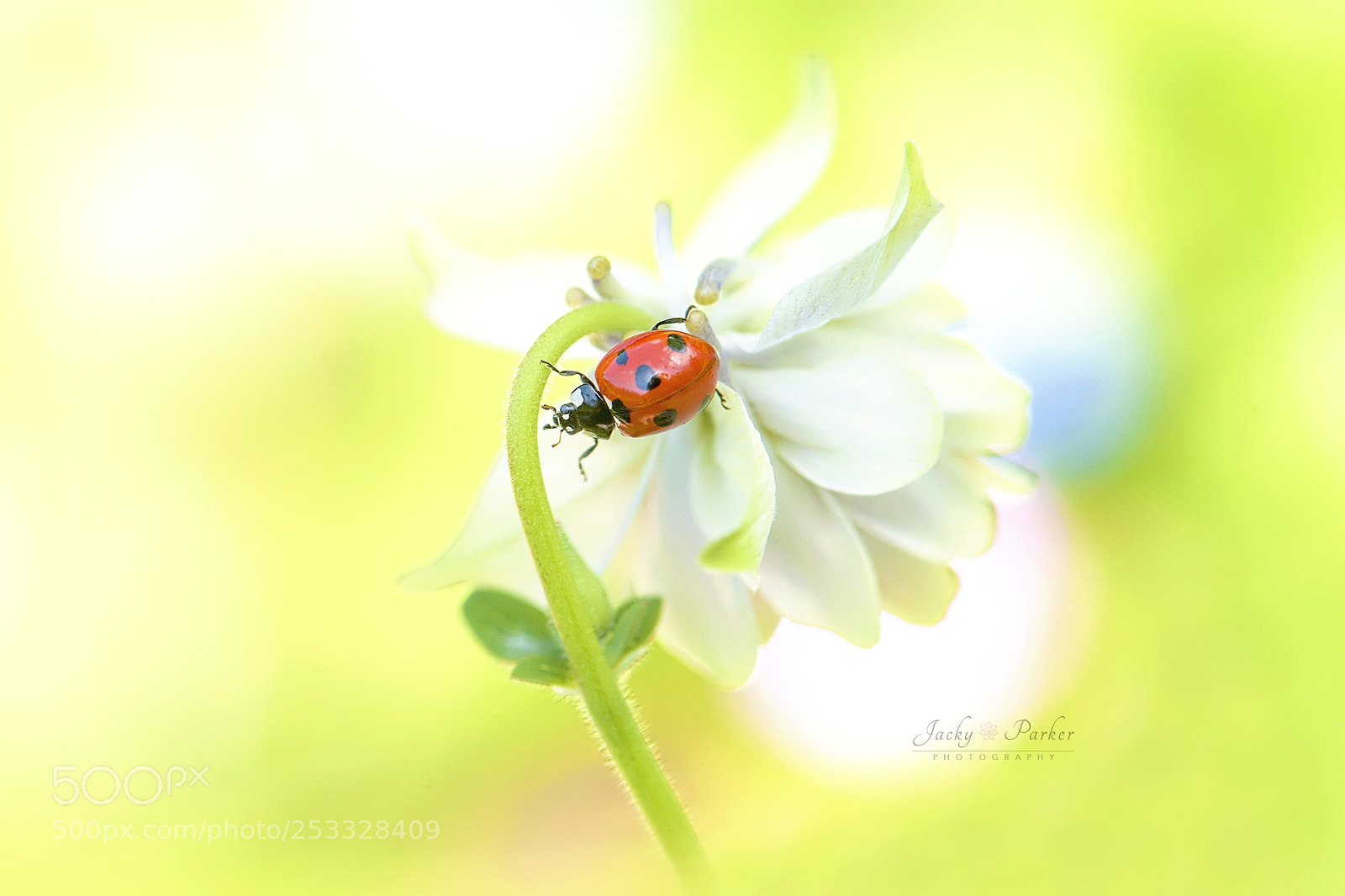 Nikon D700 sample photo. Lady in spring photography