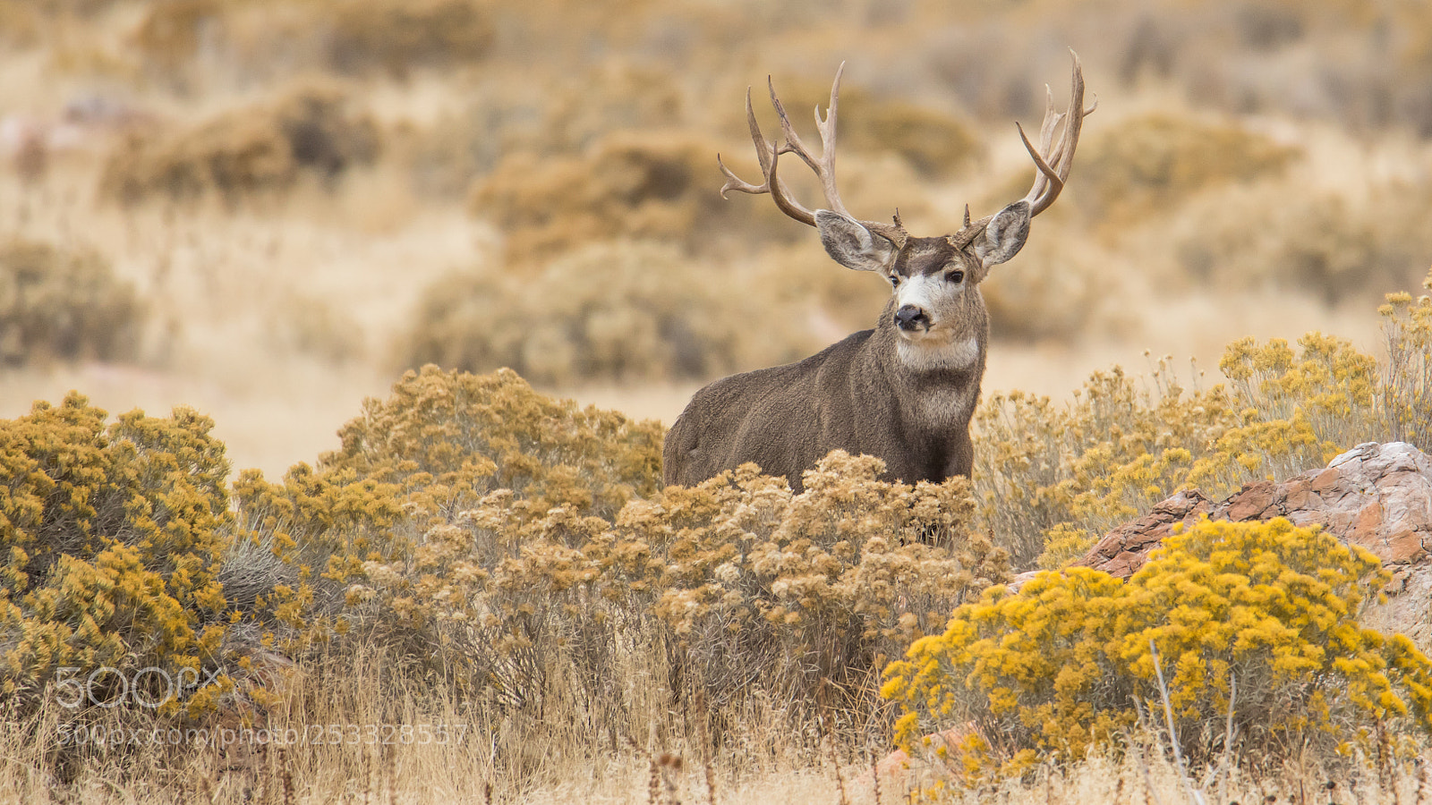 Canon EOS 7D Mark II sample photo. Buck in the rut photography