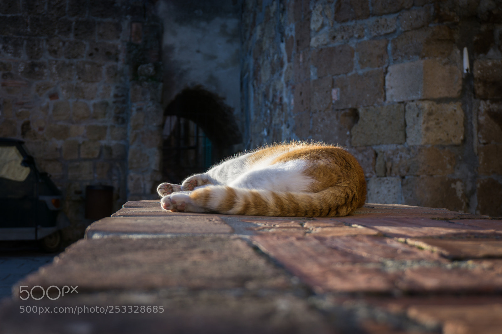 Sony a6000 sample photo. Culo di gatto, fur photography
