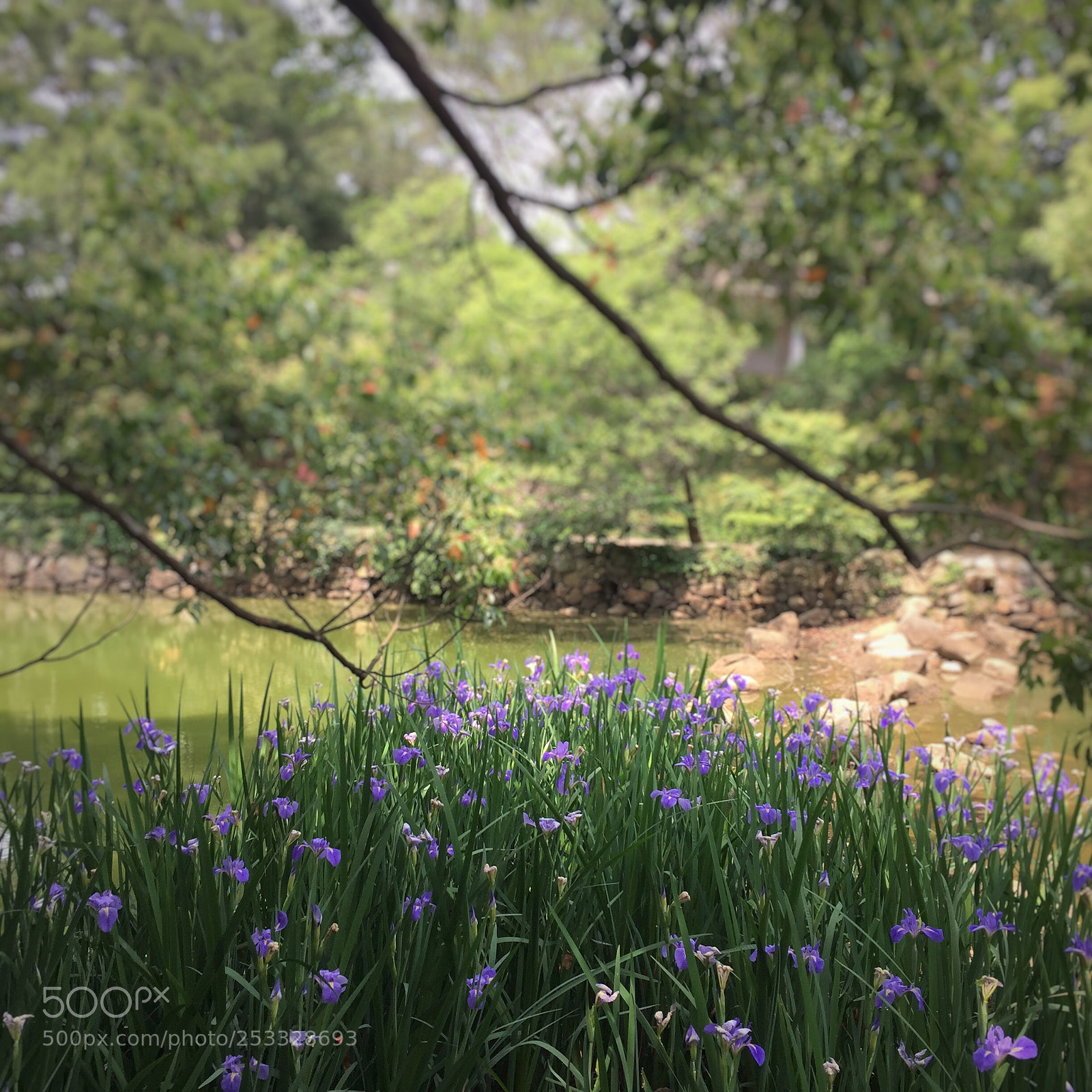 Apple iPhone 6 sample photo. 雖是人為栽植，但少了人砌的圍籬，花朵活的更朝朝氣氣
 photography