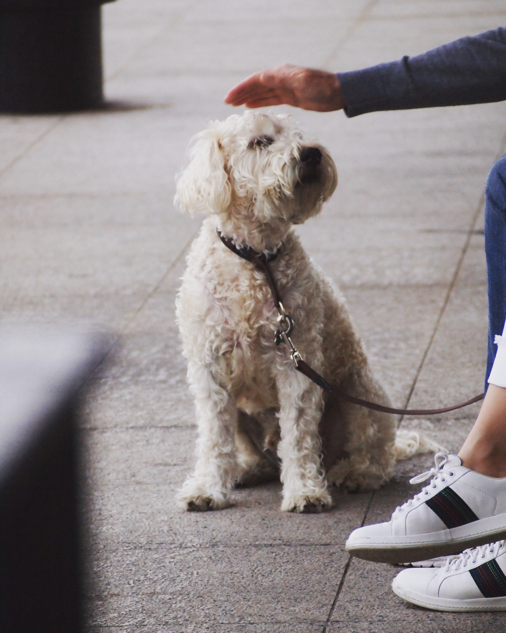 Olympus PEN E-PL1 sample photo. Doggie photography