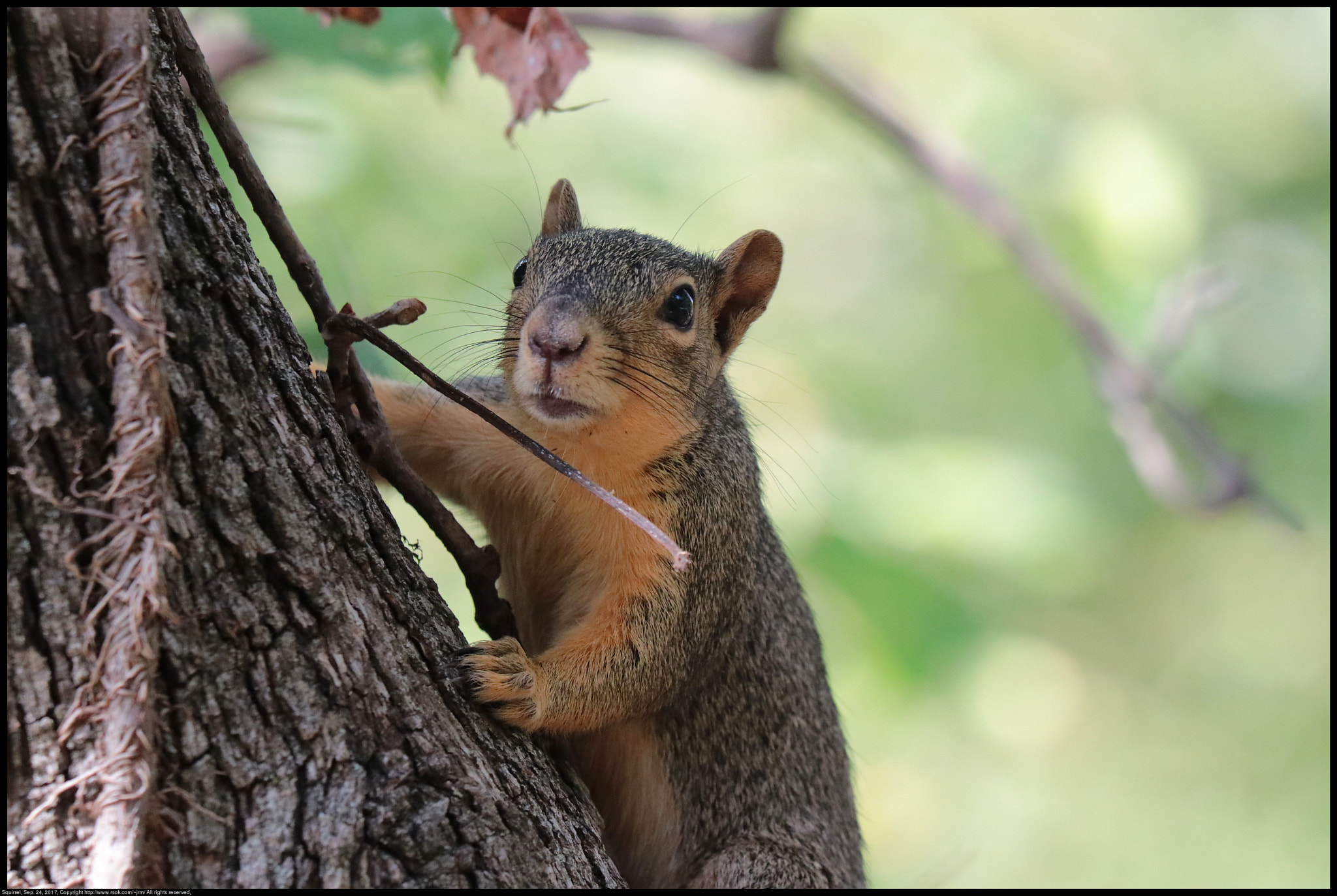 Canon EF 70-300 F4-5.6 IS II USM sample photo. Squirrel photography