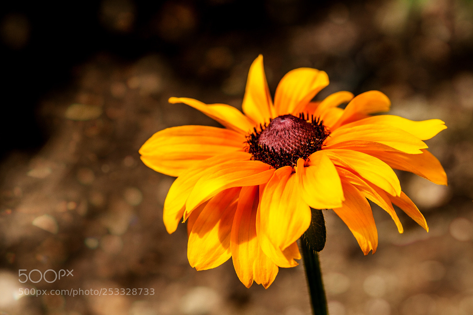 Canon EOS 5D Mark II sample photo. Cheery susie photography