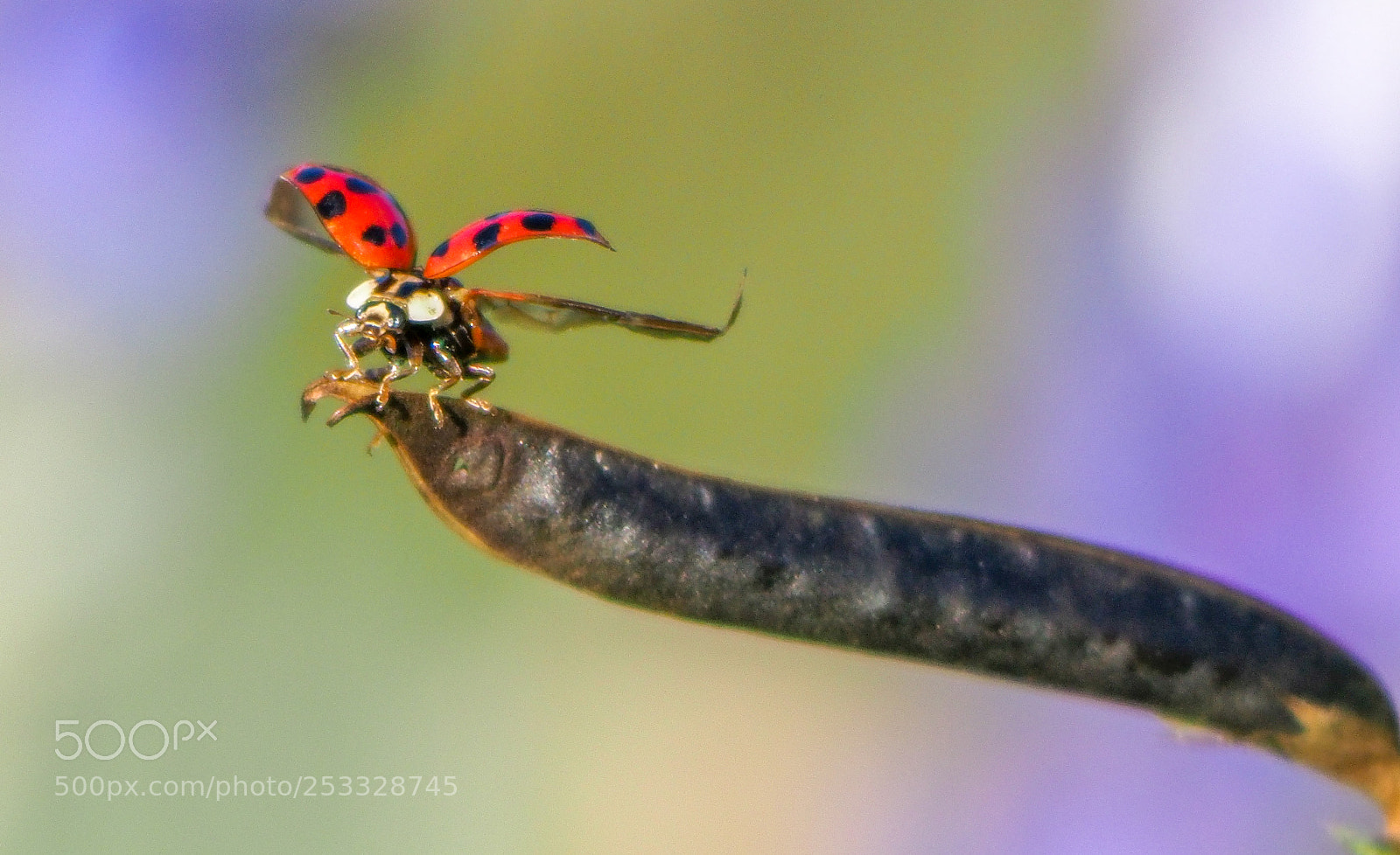 Olympus OM-D E-M1 Mark II sample photo. Ladybug on the pea photography
