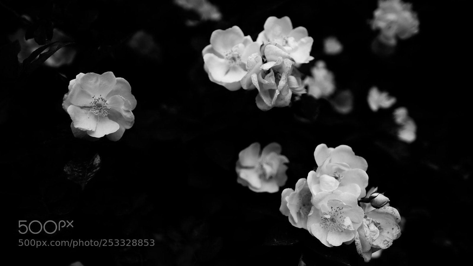 Fujifilm X-T2 sample photo. Untitled photography