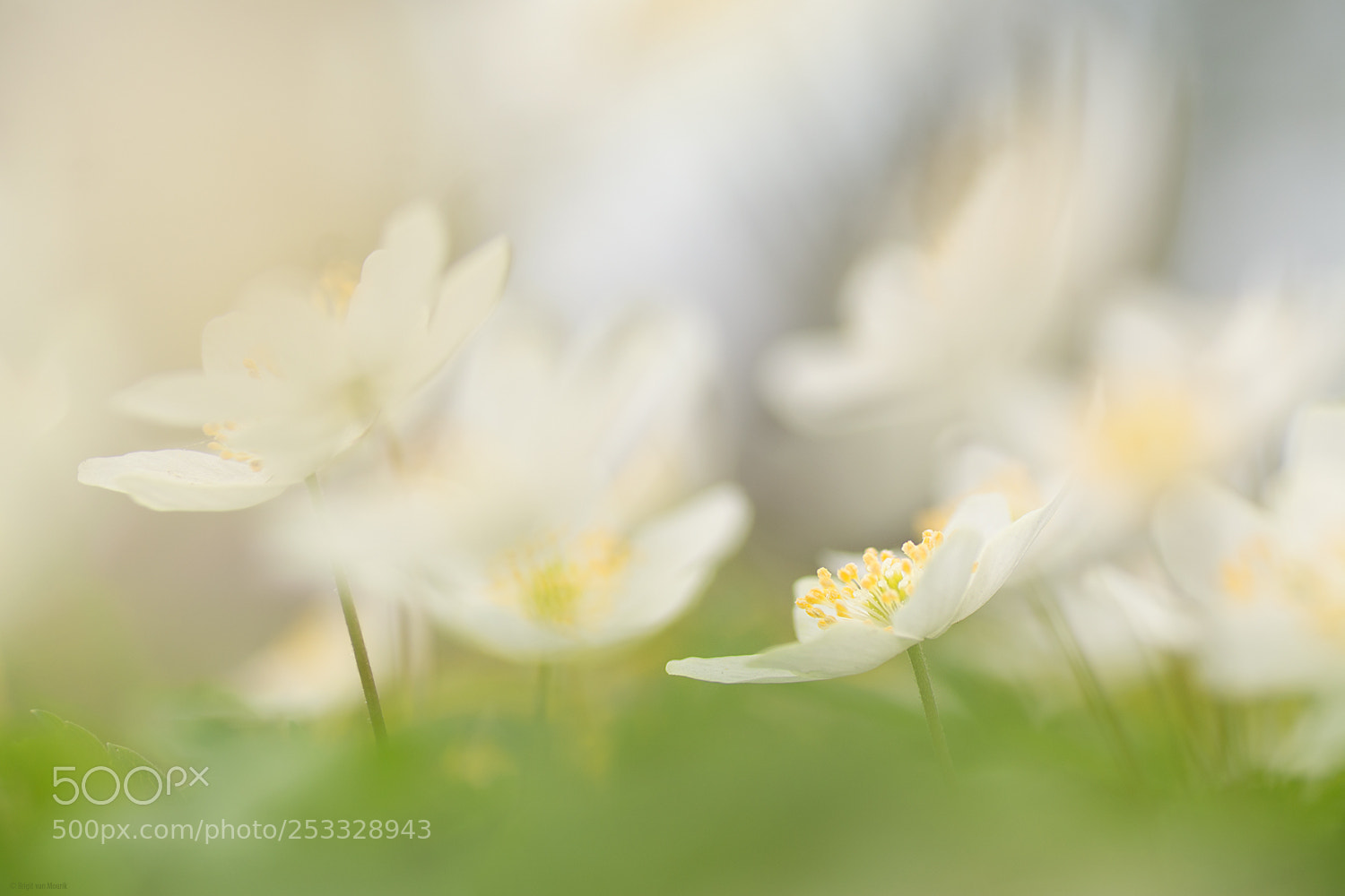 Nikon D7100 sample photo. Celebrating spring photography