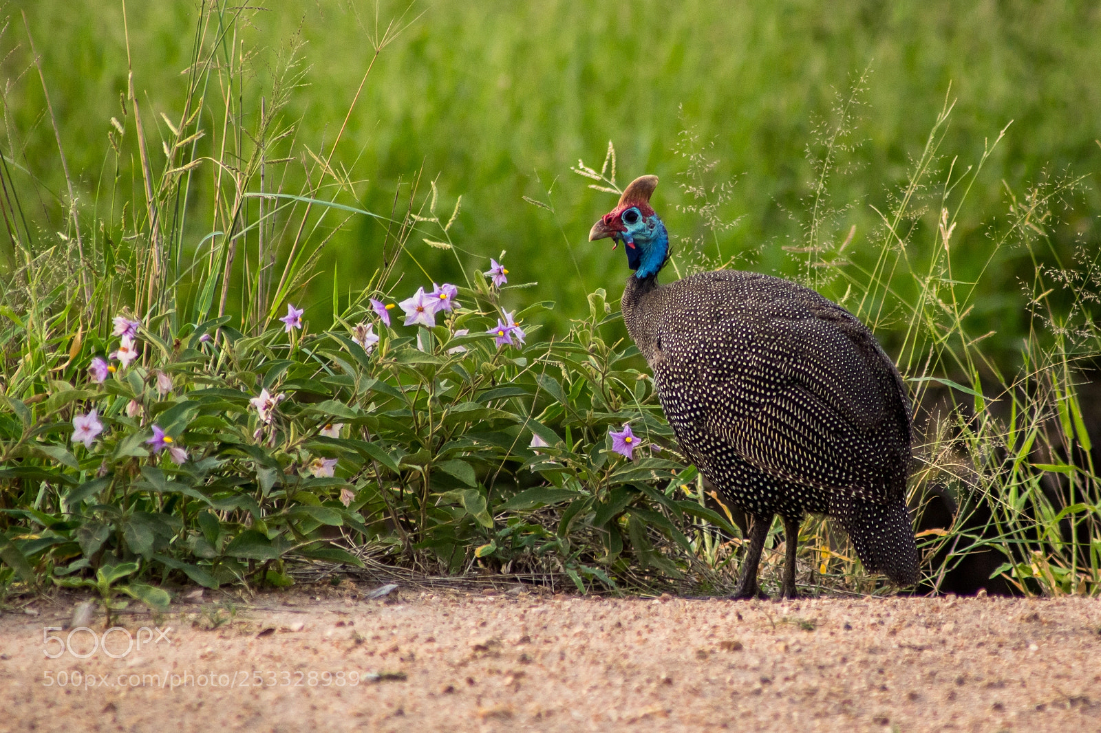 Canon EOS 60D sample photo. Guinea fowl photography
