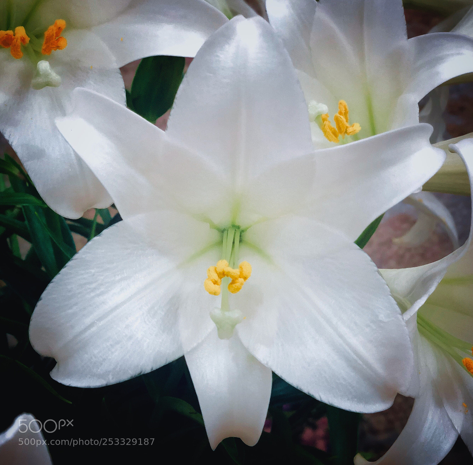 Apple iPhone X sample photo. Madonna lily beauty.  photography