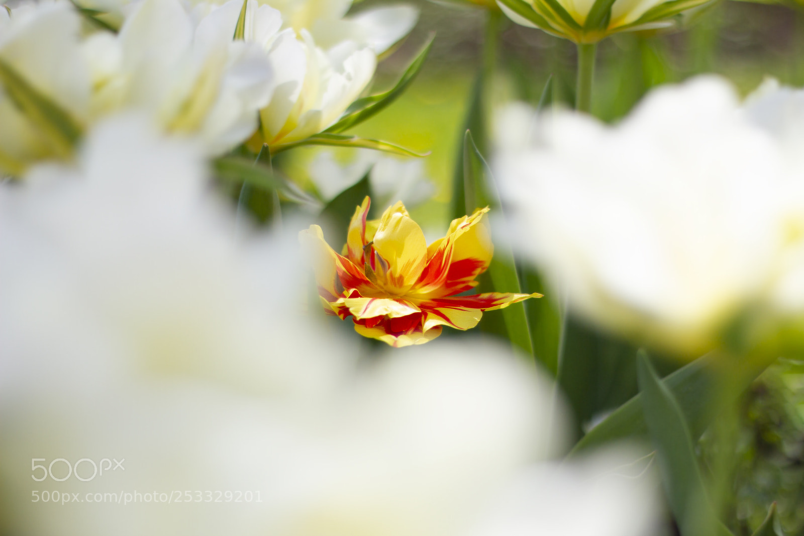 Canon EOS 7D sample photo. Every flower is a photography