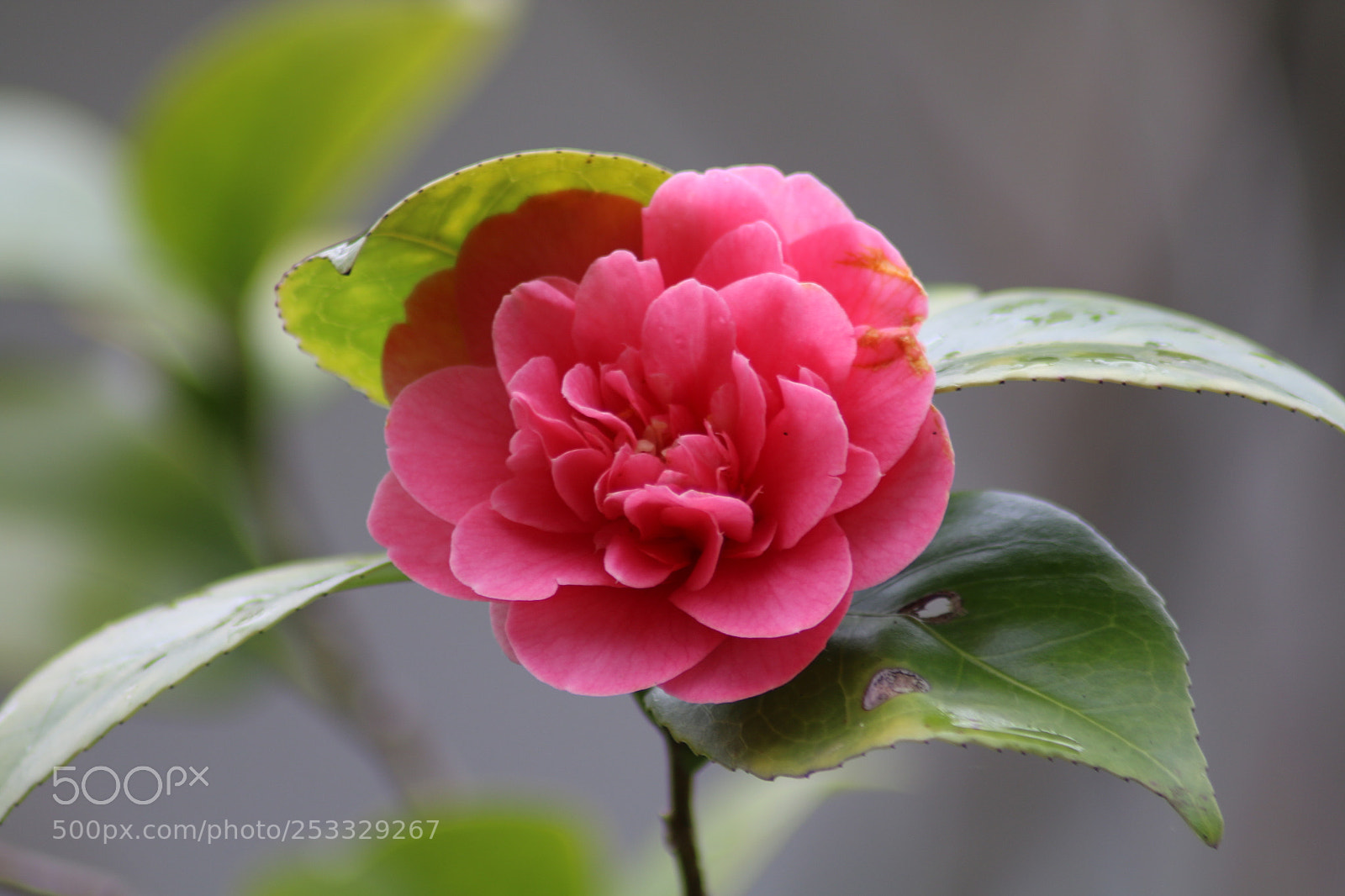 Canon EOS 70D sample photo. Red flower photography