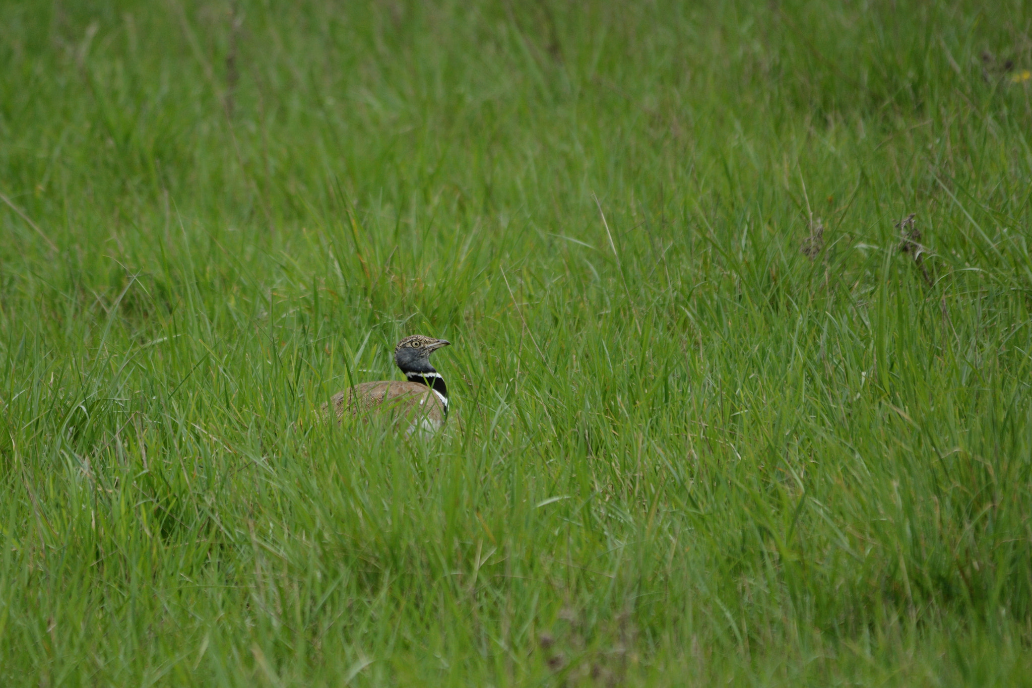 Sigma 150-500mm F5-6.3 DG OS HSM sample photo. Outarde canepetière (tetrax tetrax) photography