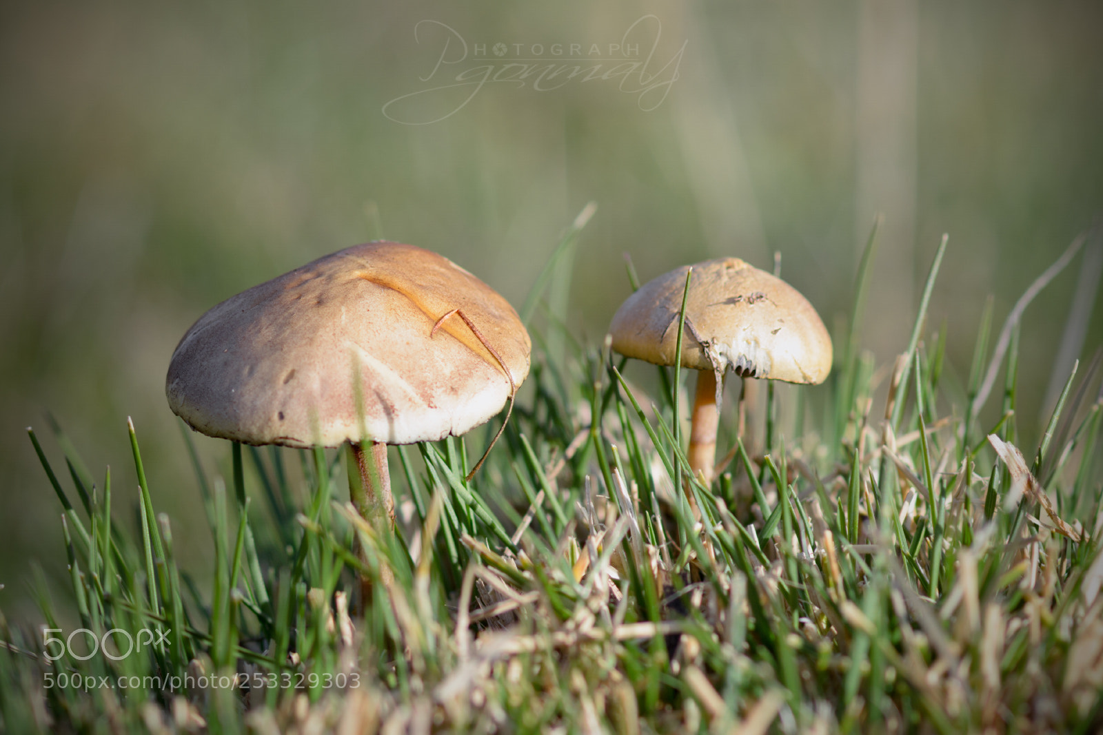 Nikon D7000 sample photo. Senderinas photography