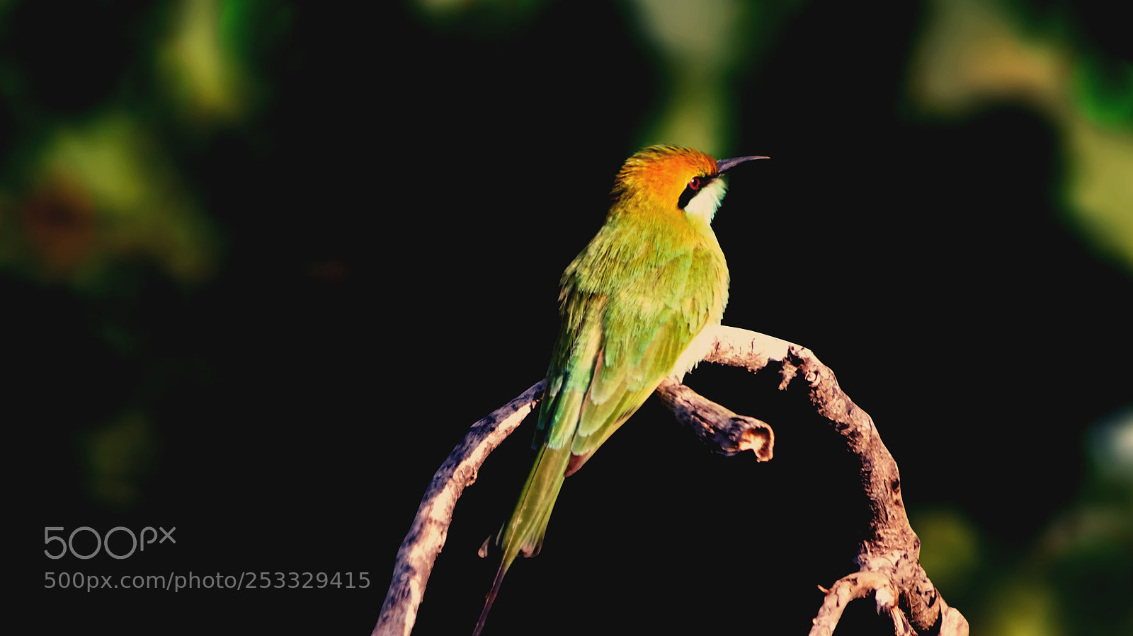 Sony Cyber-shot DSC-WX350 sample photo. Bird photography