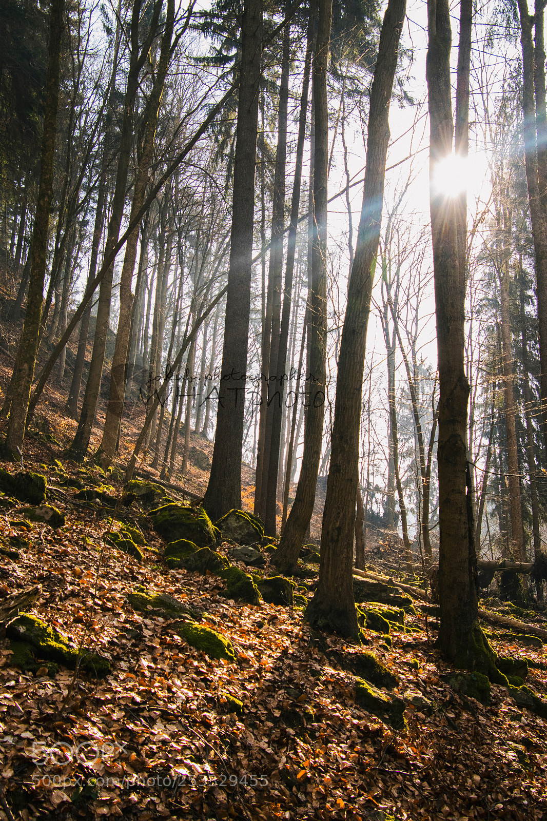 Nikon D5500 sample photo. Spring and warm colors photography