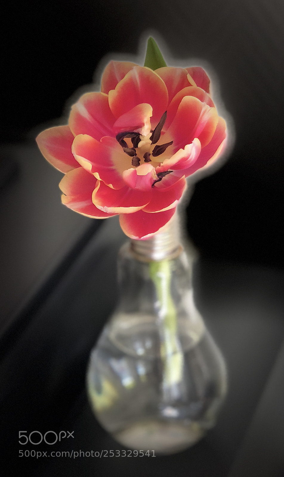Apple iPhone X sample photo. Tulpe pur photography