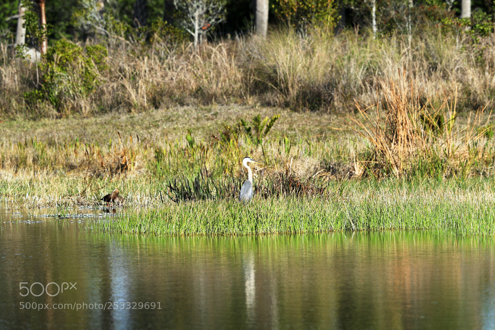 Canon EOS-1D X Mark II sample photo. 04-12-18-0011749.jpg photography