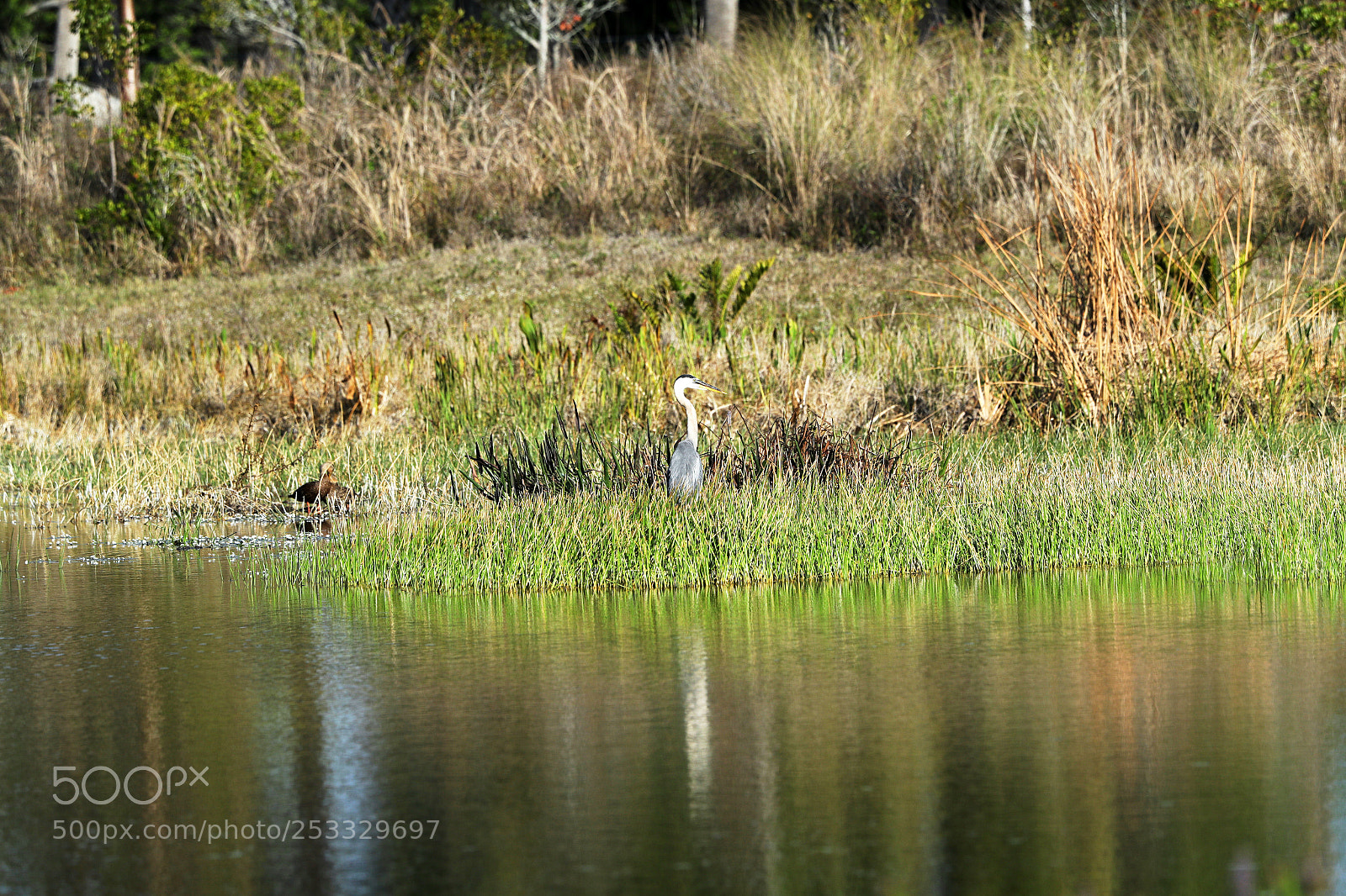 Canon EOS-1D X Mark II sample photo. 04-12-18-0011748.jpg photography
