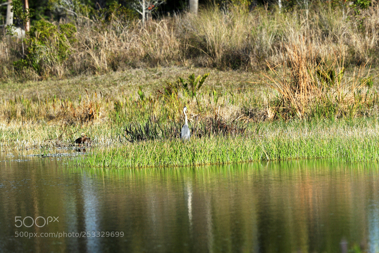 Canon EOS-1D X Mark II sample photo. 04-12-18-0011747.jpg photography