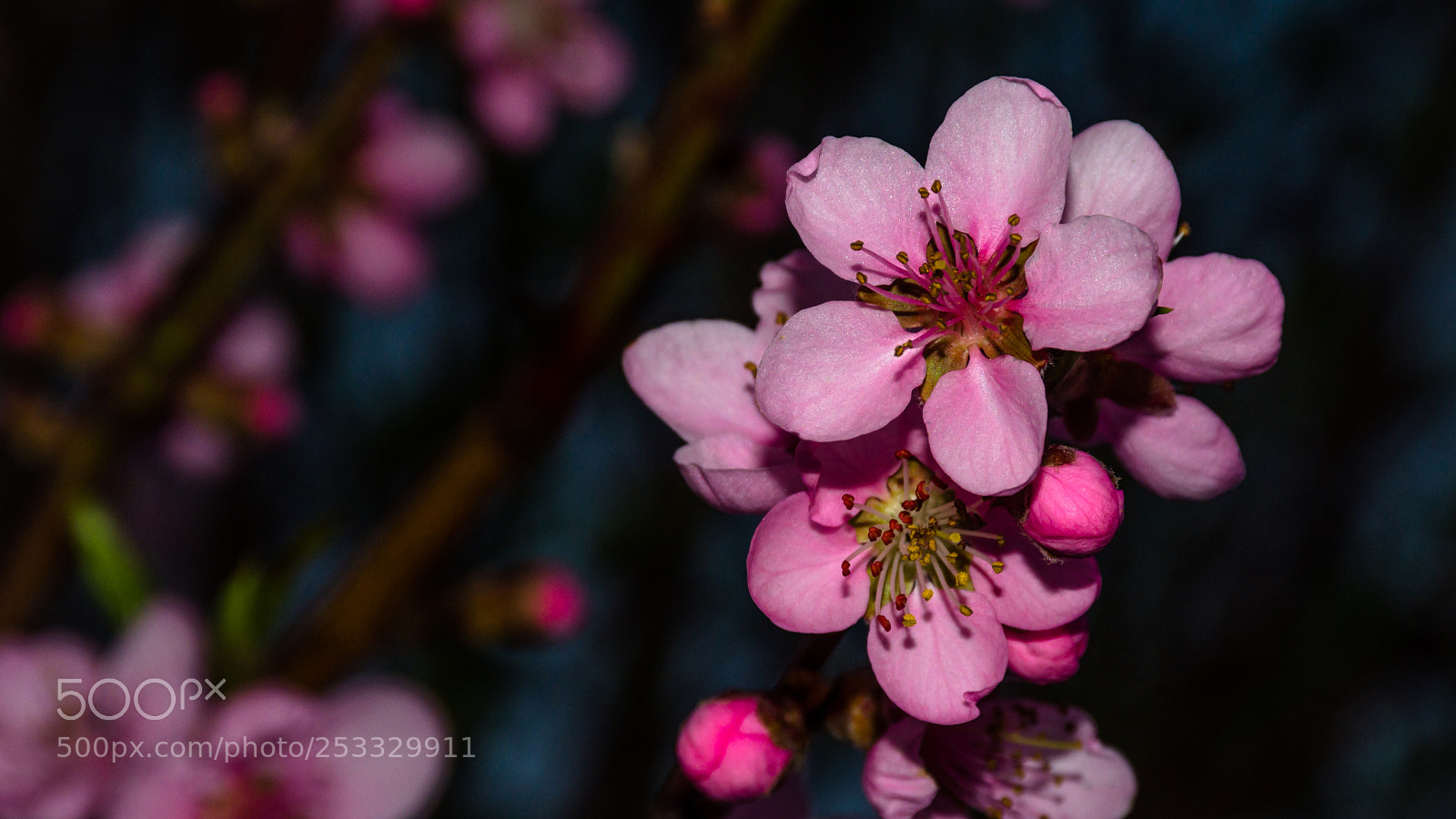 Nikon D7200 sample photo. Blooming pink dreams photography