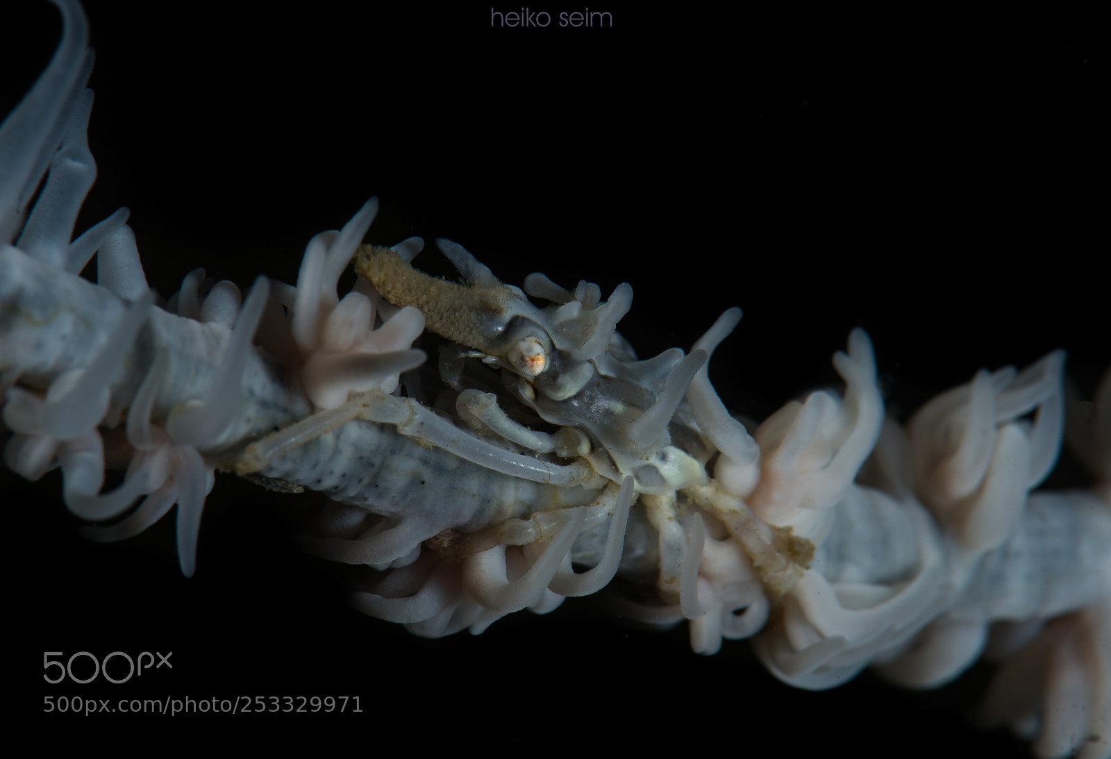 Nikon D810 sample photo. Xeno crab photography