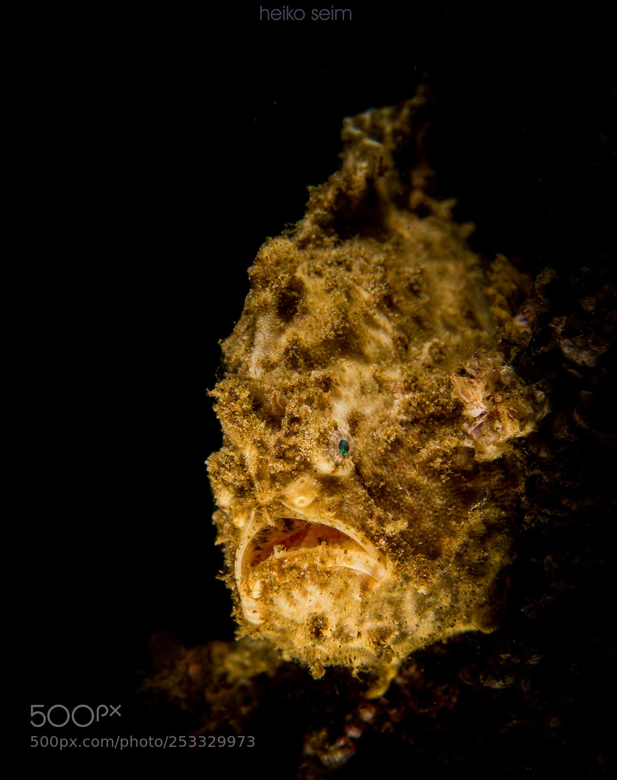 Nikon D810 sample photo. Spotfin frogfish (antennatus nummifer) photography