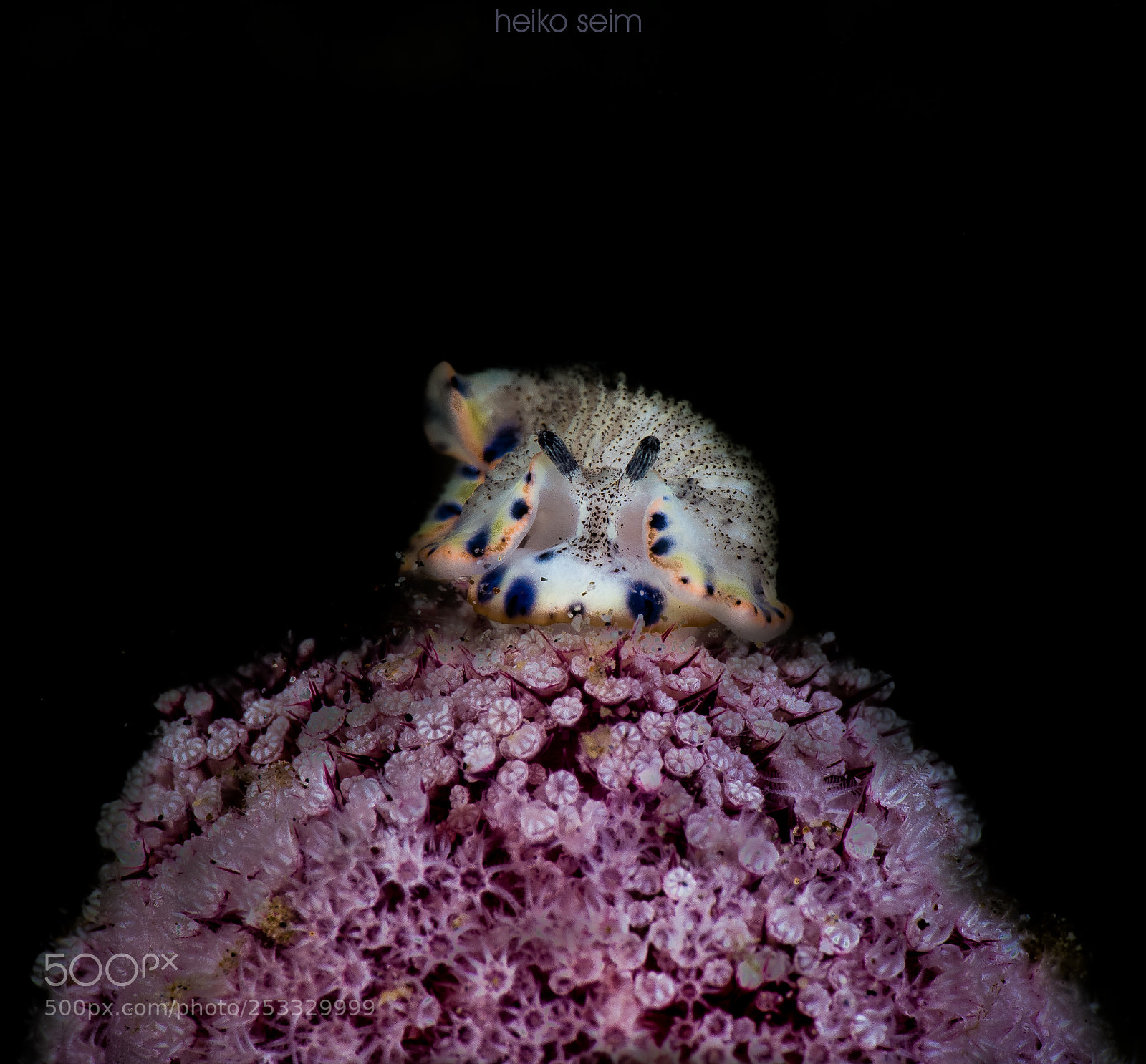 Nikon D810 sample photo. Dermatobranchus caeruleomaculatus photography
