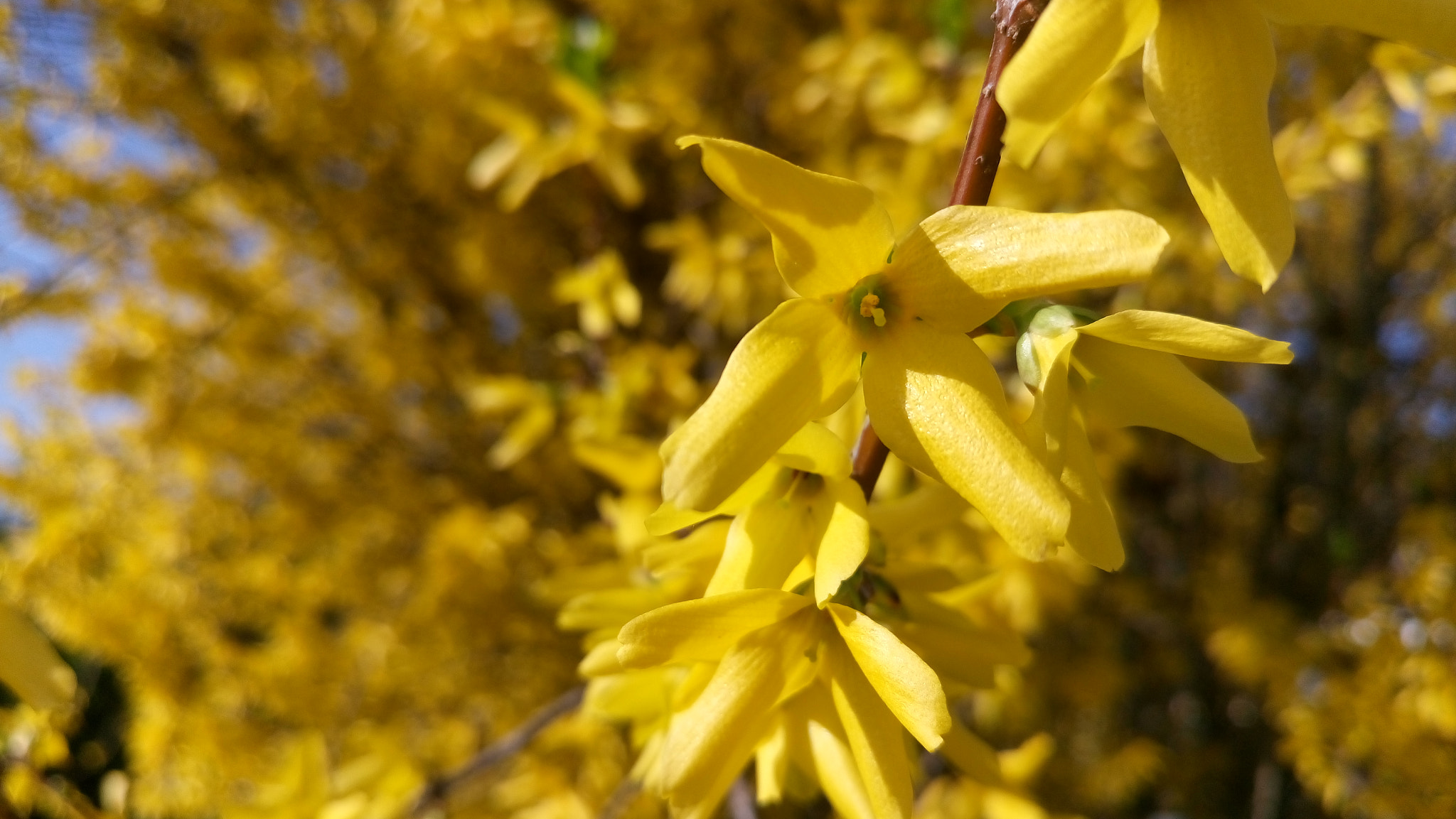 Sony Xperia M5 Dual sample photo