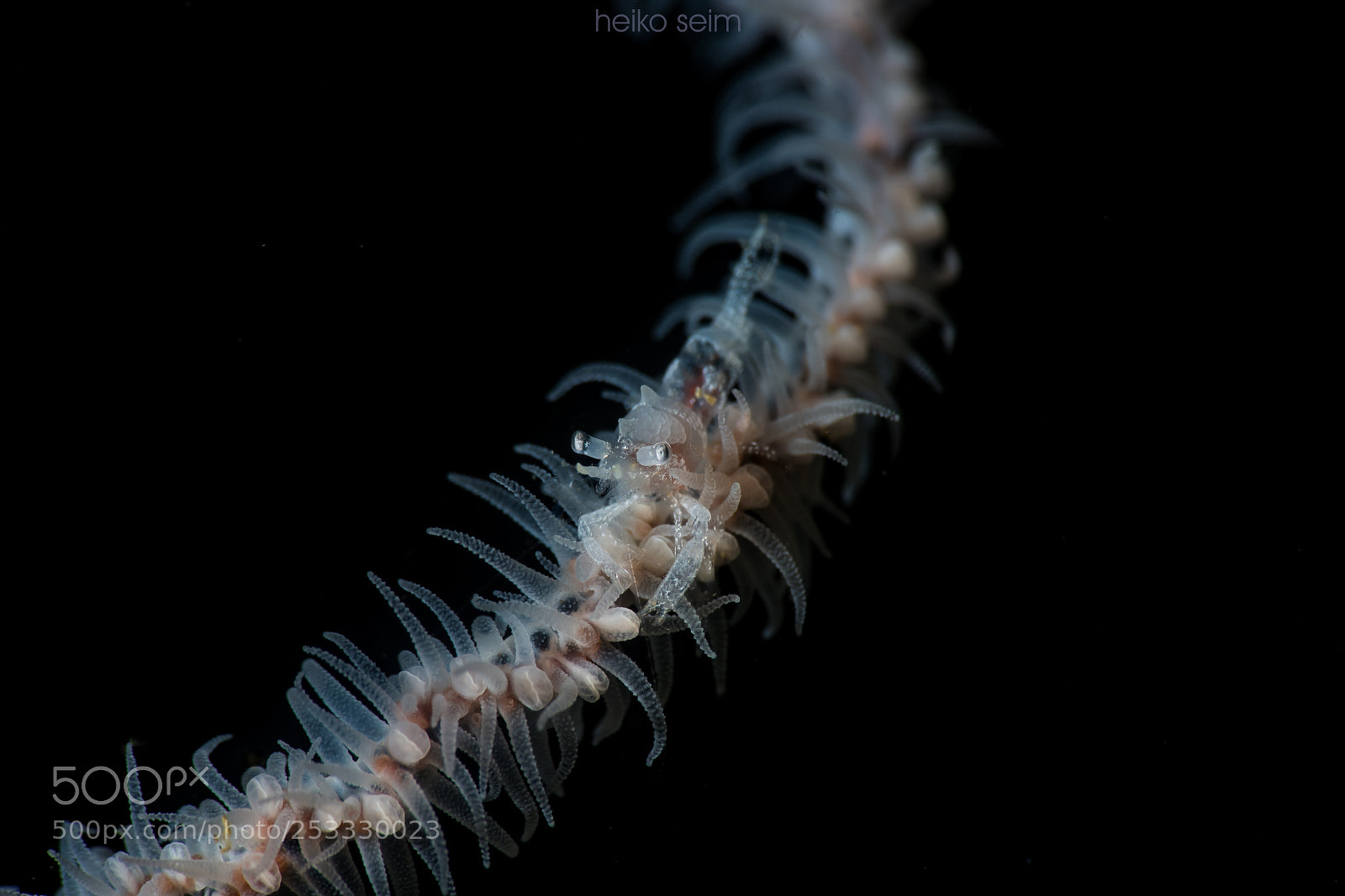 Nikon D810 sample photo. Zanzibar shrimp photography