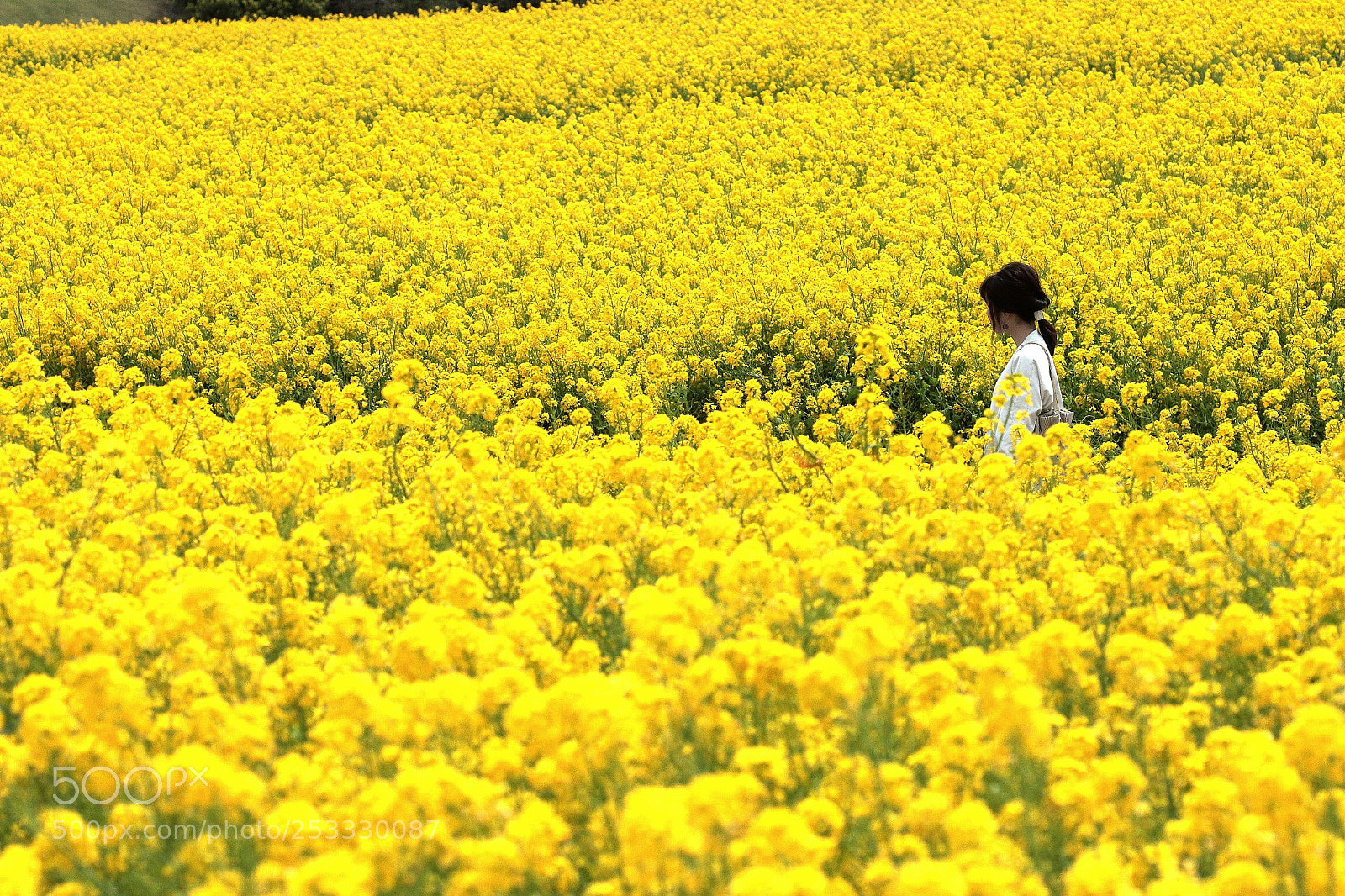 Canon EOS 70D sample photo. Yellow world photography