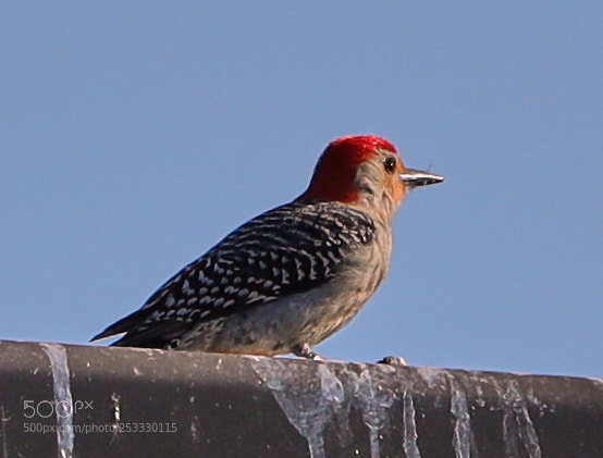 Canon EOS-1D X Mark II sample photo. 04-12-18-0011876.jpg photography