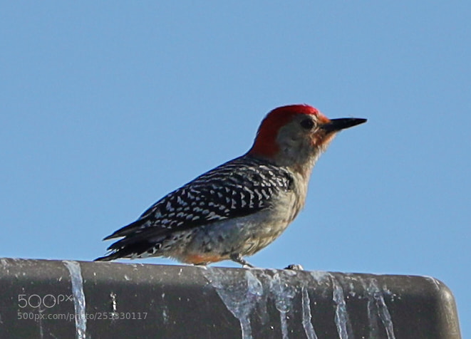 Canon EOS-1D X Mark II sample photo. 04-12-18-0011875.jpg photography