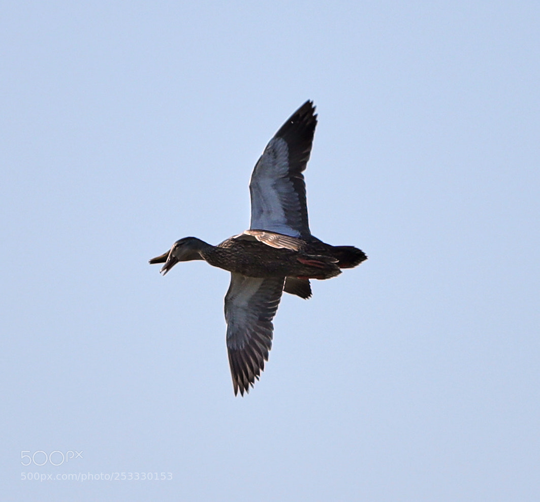 Canon EOS-1D X Mark II sample photo. 04-12-18-0011885.jpg photography