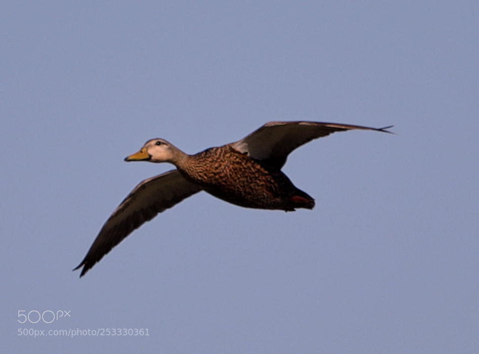 Canon EOS-1D X Mark II sample photo. 04-12-18-0011911.jpg photography