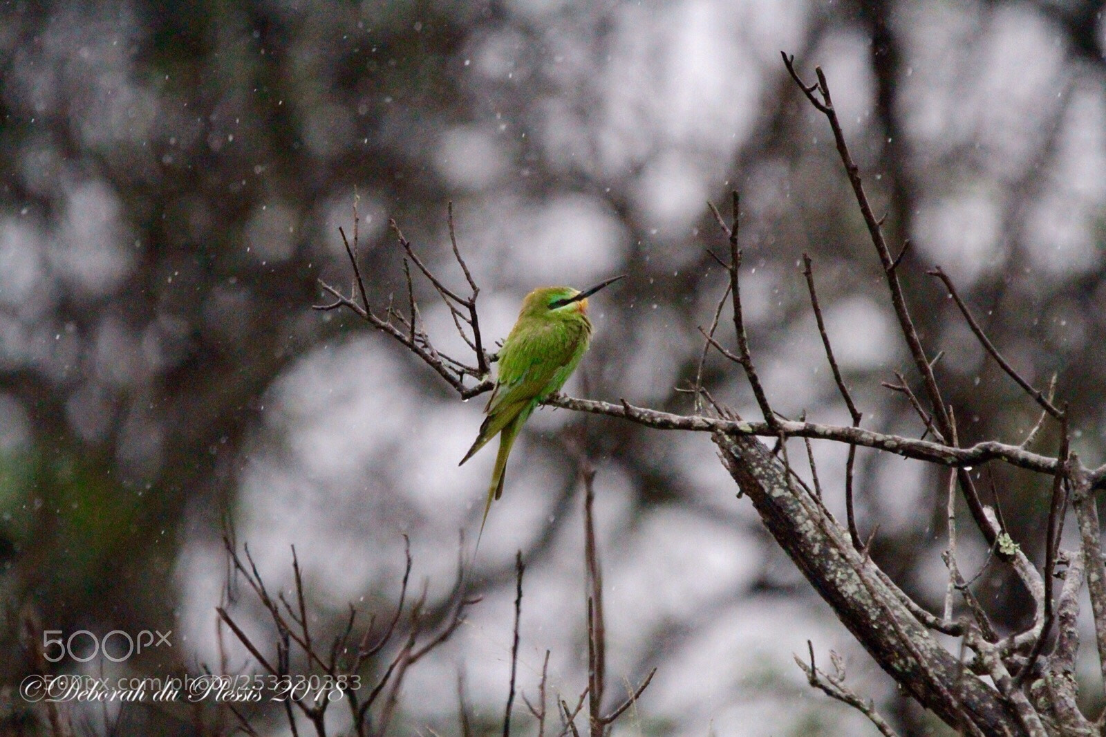 Canon EOS 7D sample photo. Blue cheeked bee-eater photography