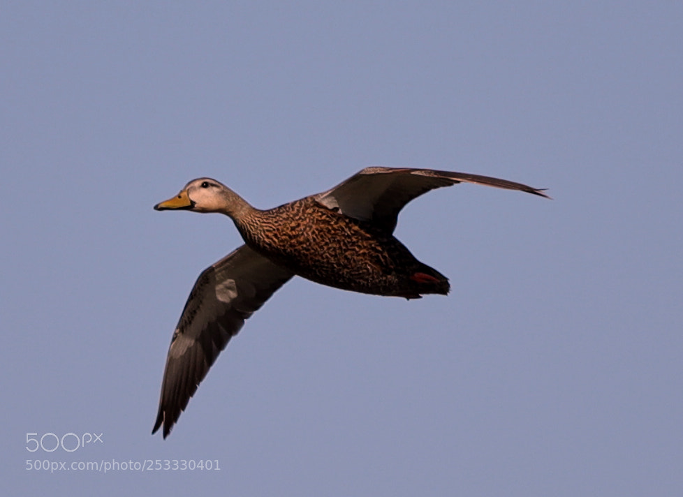 Canon EOS-1D X Mark II sample photo. 04-12-18-0011910.jpg photography