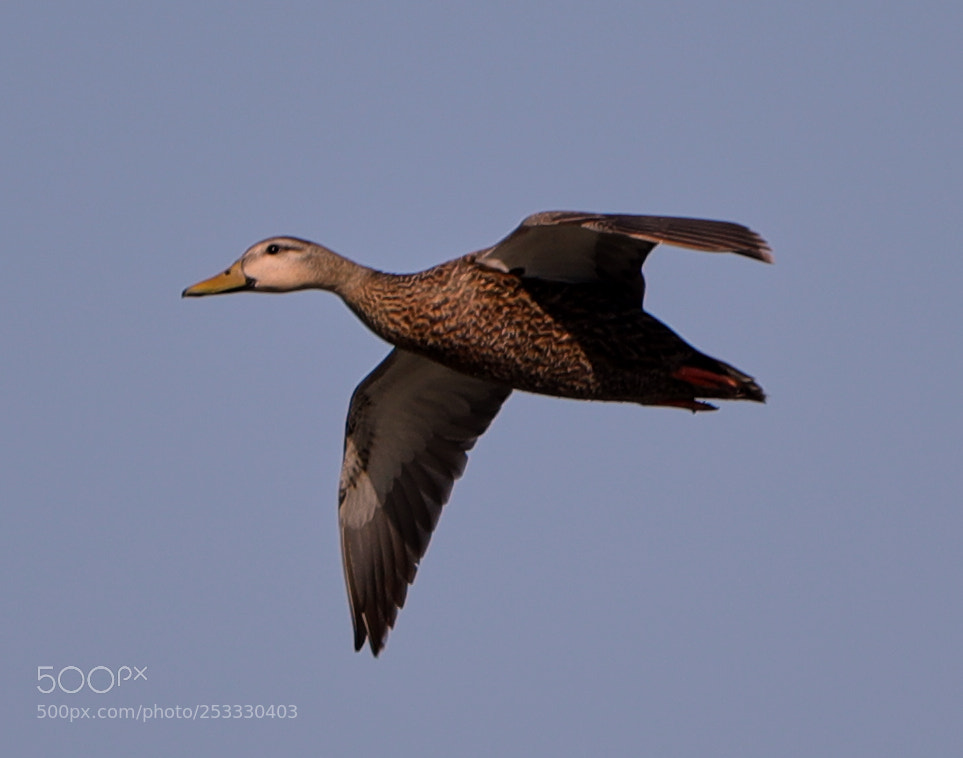 Canon EOS-1D X Mark II sample photo. 04-12-18-0011909.jpg photography