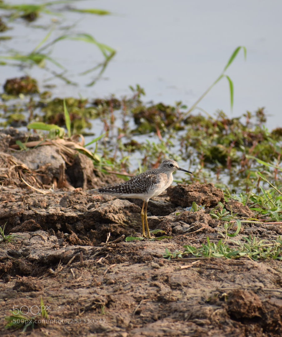 Nikon D3400 sample photo. Wood sandpiper photography