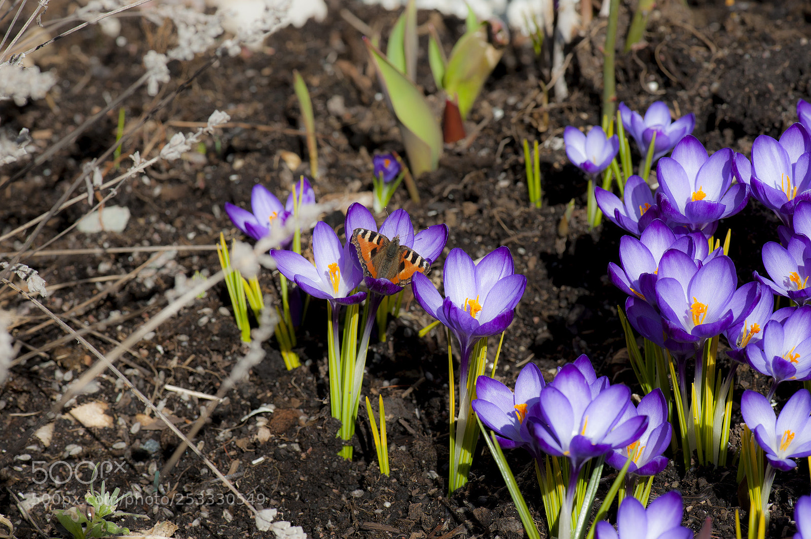 Nikon D700 sample photo. The first butterfly in photography