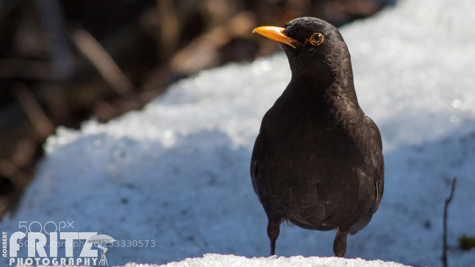 Canon EOS 50D sample photo. Amsel im schlosspark, m photography