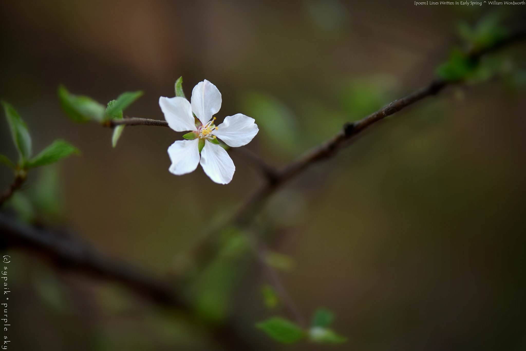 Nikon AF-S Micro-Nikkor 105mm F2.8G IF-ED VR sample photo. Lines written in early spring ** photography