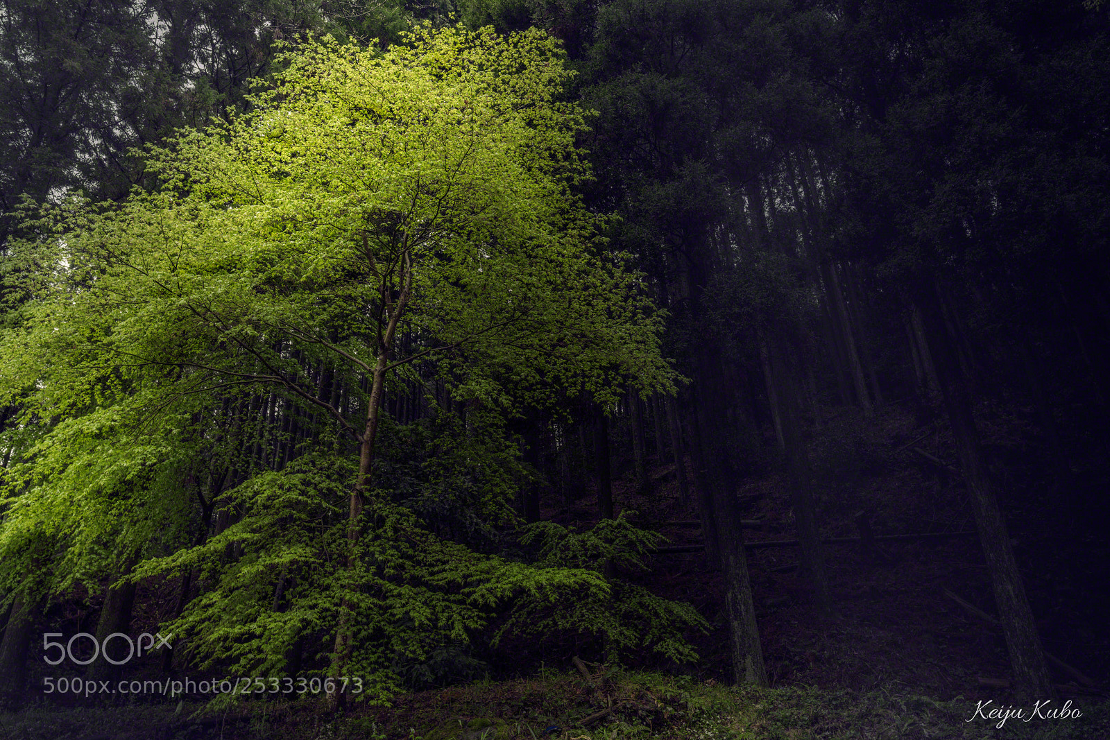 Sony a7R III sample photo. Green leaf japanese maple photography