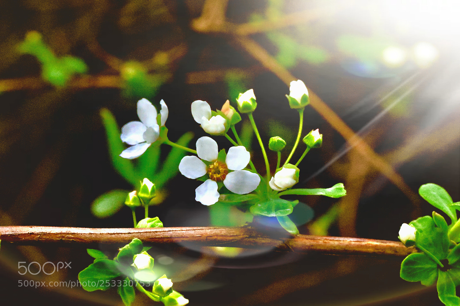 Canon EOS 5D Mark IV sample photo. White photography