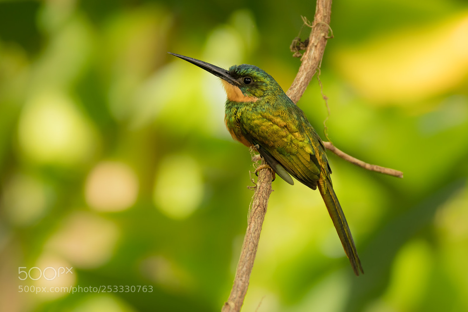 Nikon D500 sample photo. Rufous tailed jacamar photography