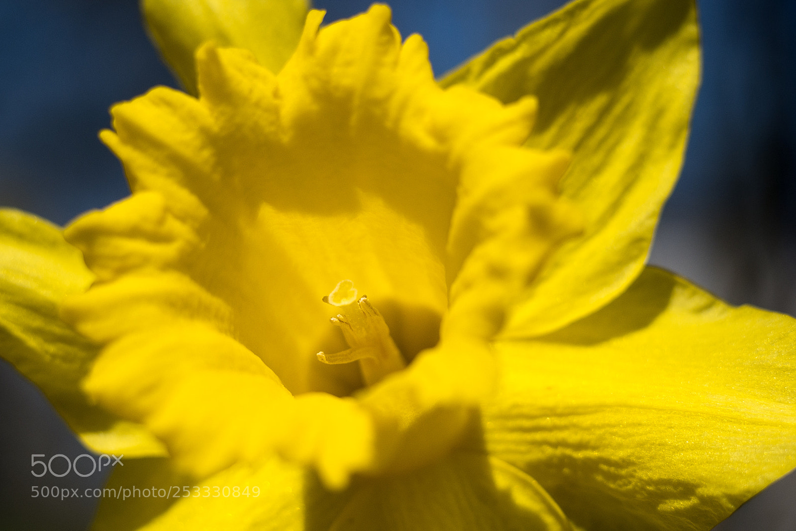 Panasonic DMC-G70 sample photo. Daffodil photography
