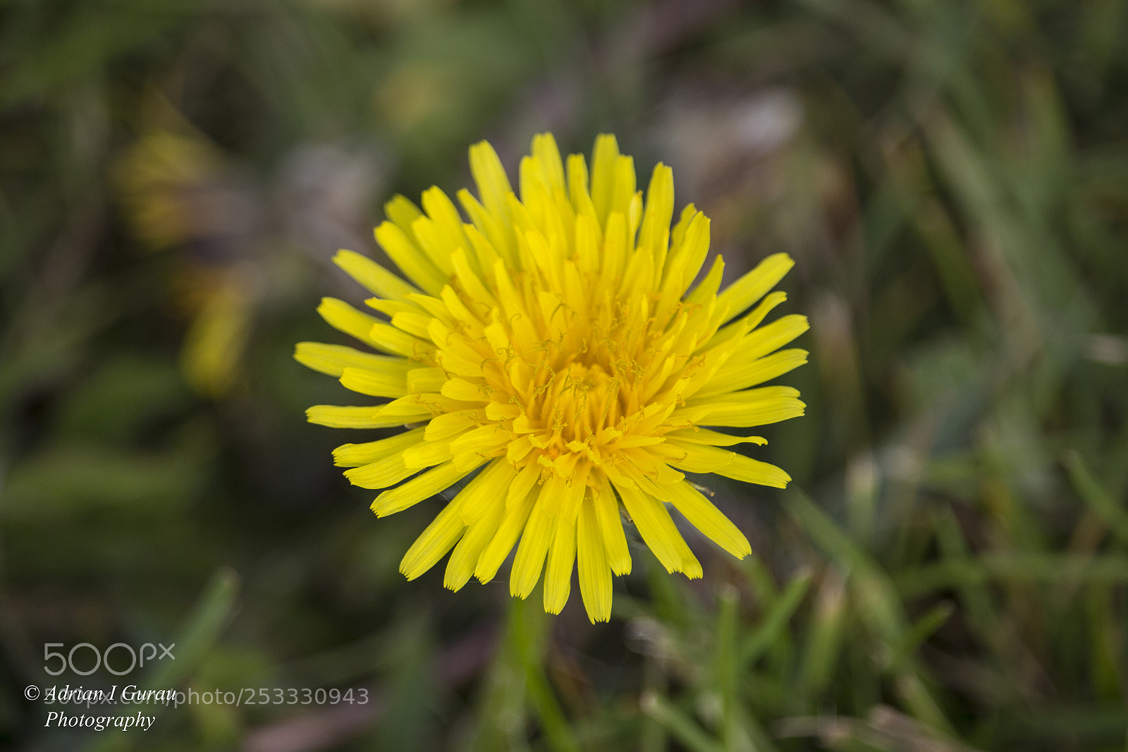 Canon EOS 700D (EOS Rebel T5i / EOS Kiss X7i) sample photo. Img photography