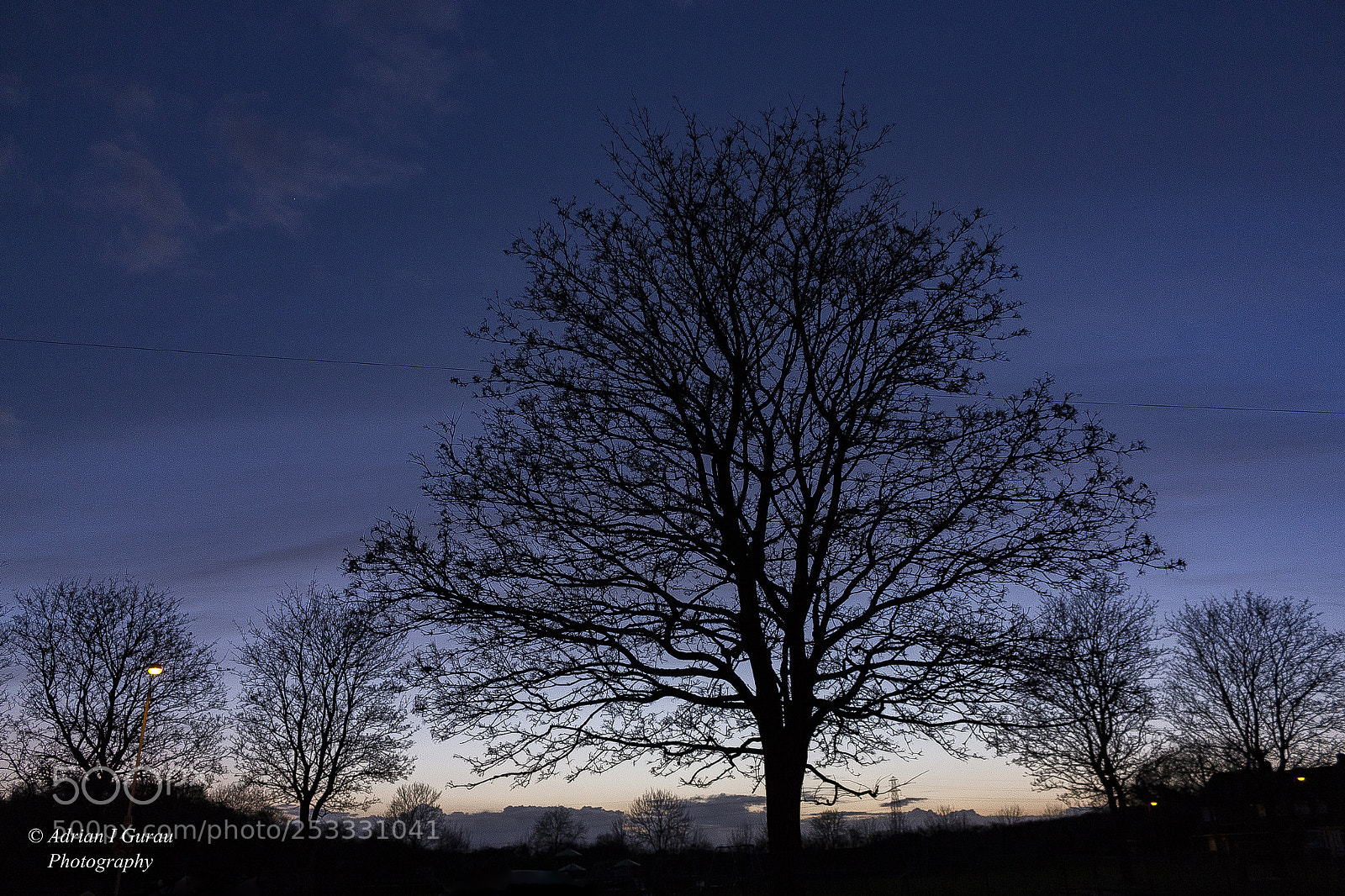 Canon EOS 700D (EOS Rebel T5i / EOS Kiss X7i) sample photo. Shadowed tree photography