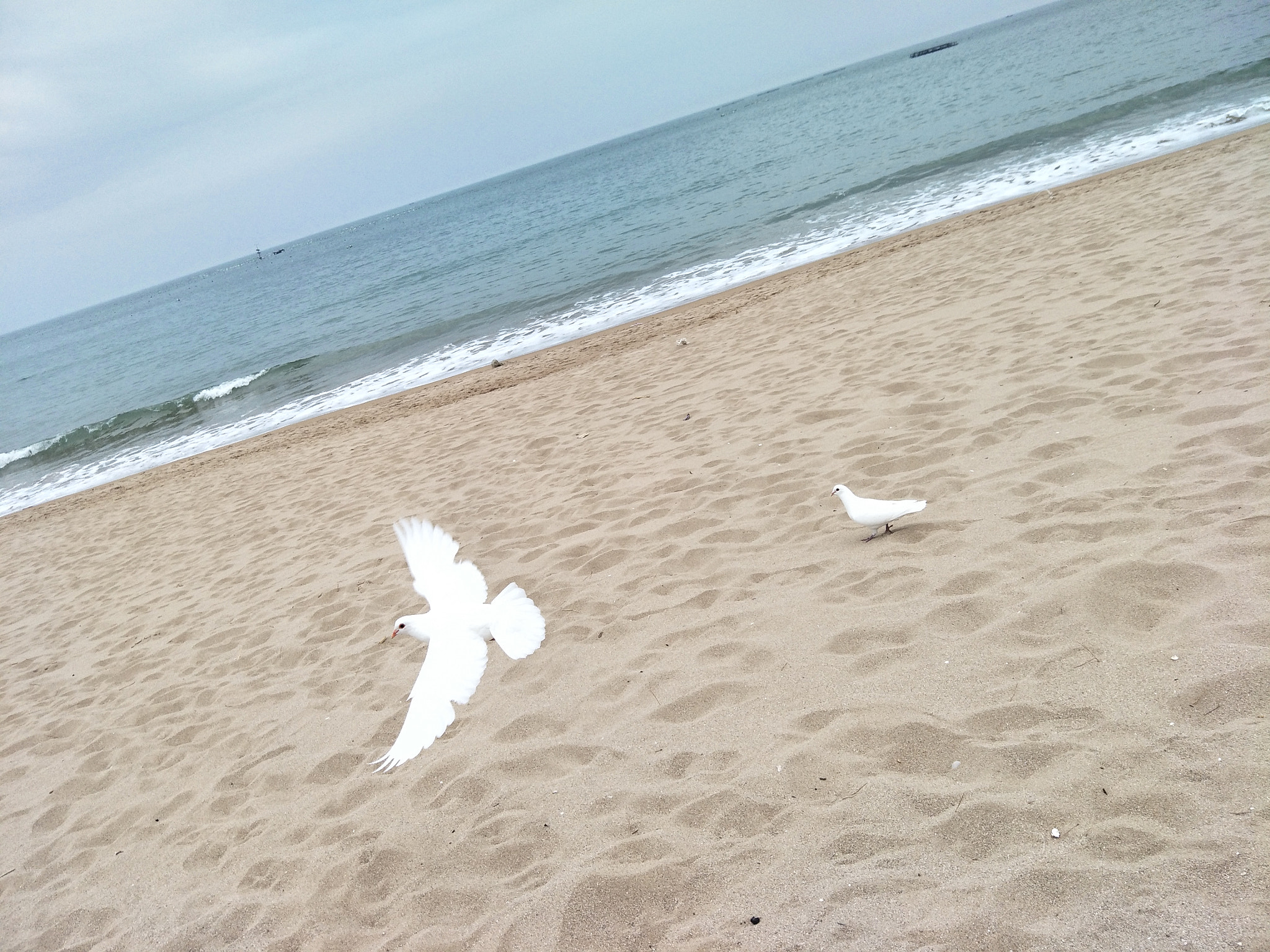 OPPO R9S sample photo. Pigeon & sea photography