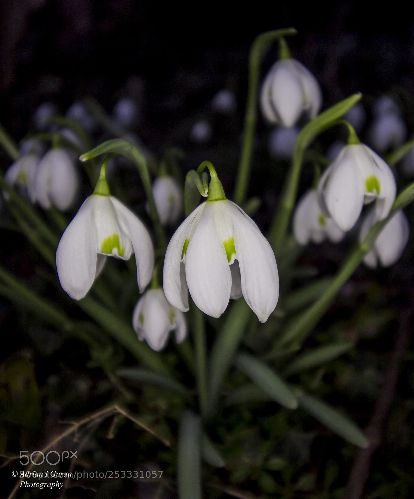 Canon EOS 700D (EOS Rebel T5i / EOS Kiss X7i) sample photo. Img photography