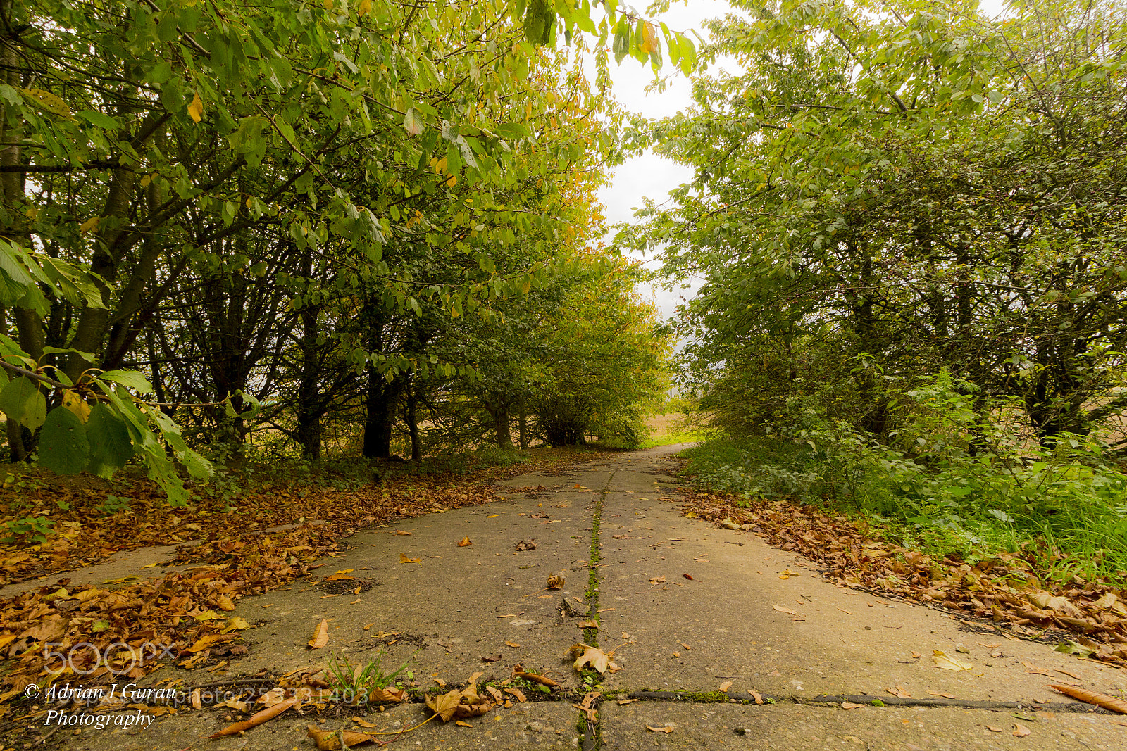 Canon EOS 700D (EOS Rebel T5i / EOS Kiss X7i) sample photo. Alley in the forest photography