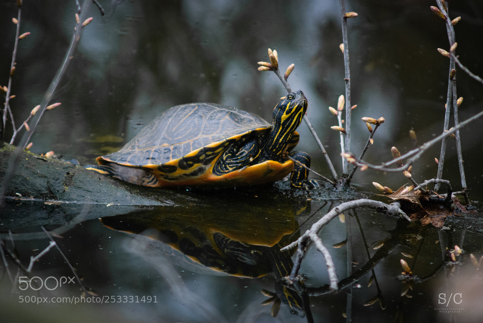 Nikon D80 sample photo. Turtle #1 photography